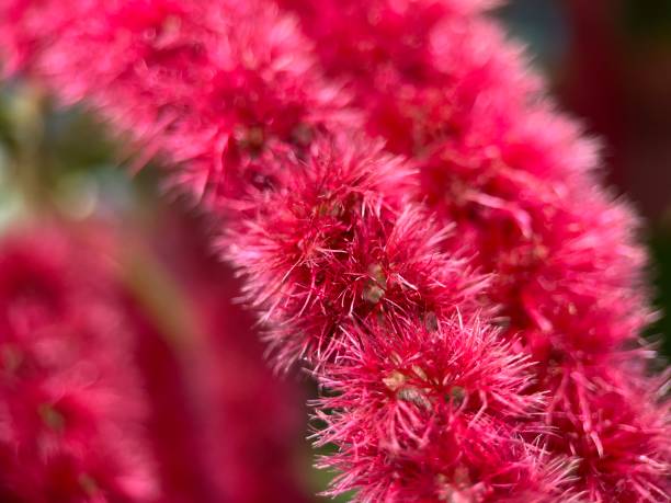 istock Close up view of red fox tail plant with blur background 1606640484