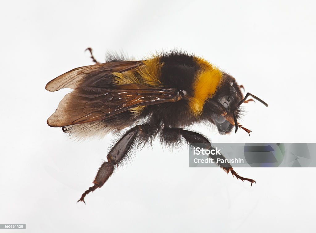 Bumblebee na białym - Zbiór zdjęć royalty-free (Dotykać)