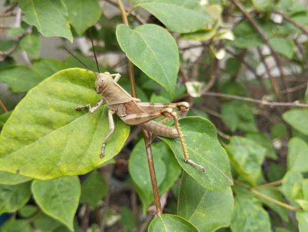 istock Dissosteira Carolina rice locust 1606644774