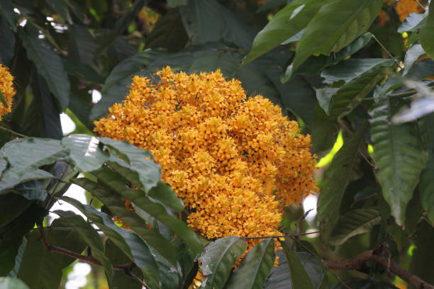 istock Flowers on a yellow saraca tree (saraca thaipingensis) plant in a garden 1606646918