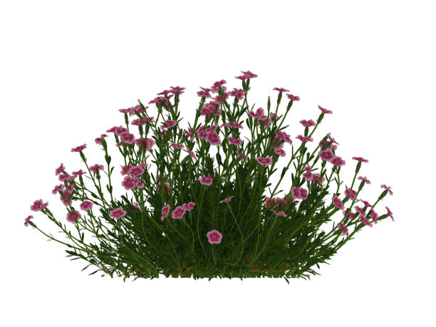 istock Single Plant bush pink color isolate on transparent background. 1606646944