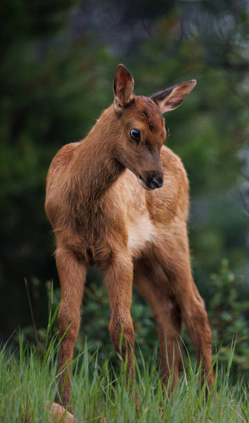 istock An elk calf standing looking down 1606655796