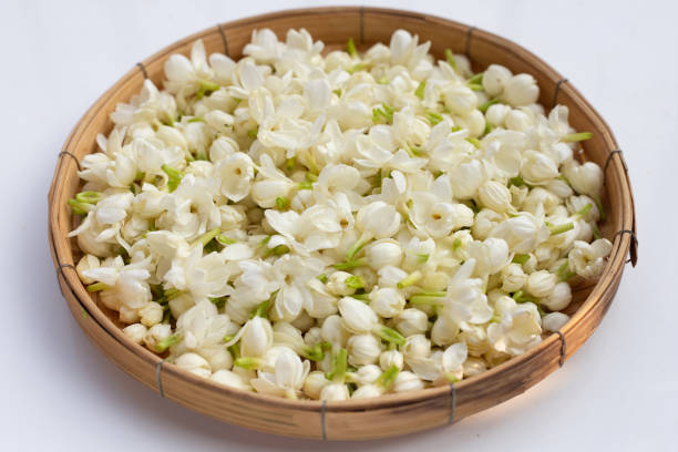 istock Thai jasmine flower on white background. 1606658218