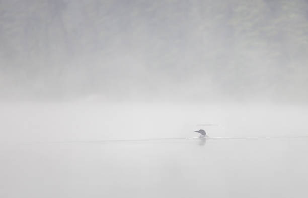 istock A common loon in the early morning mist 1606660557