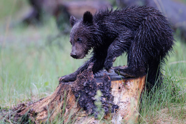 istock A grizzly cub a top a tree stump 1606661091