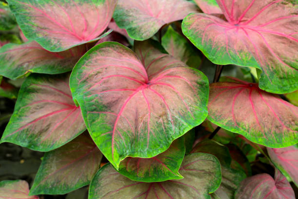 istock Caladium plants, Beautiful colorful leaves 1606661610