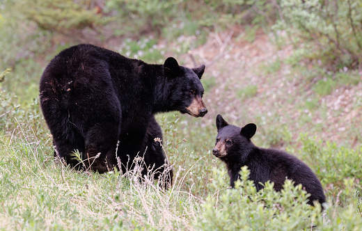 A female bear and her two cubs in a small meadow