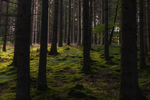 istock Scenic view of a lush green forest 1606673299