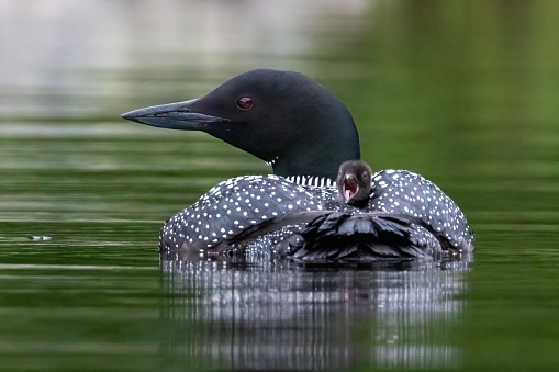 Loons will carry their young for several weeks while they move about their territory.  This adult has one chick on it’s back which is yawning and looking directly at the camera, and another chick under it’s wing which is not visible.  Loons are iconic birds representing the tranquil lakes of the northern United States.  These birds live deep in the northern Maine woods.