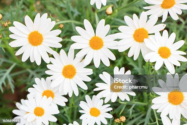 Chamomiles - Fotografias de stock e mais imagens de Amarelo - Amarelo, Ao Ar Livre, Beleza