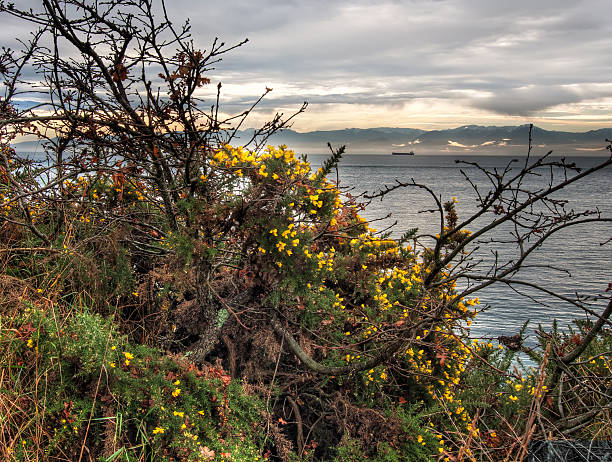 Yellow Flows Alongside Ocean stock photo