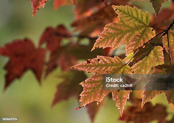 Comprimido Revestido Por Película Rosado Red Maple Folhas - Fotografias de stock e mais imagens de Ao Ar Livre