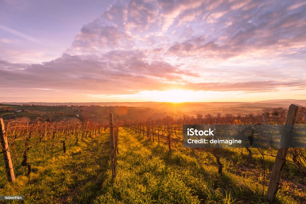 Alba sopra la Toscana Vineyard - Foto stock royalty-free di Azienda vinicola