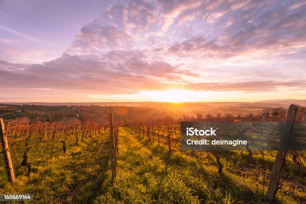 Alba Sopra La Toscana Vineyard - Fotografie stock e altre immagini di Azienda vinicola - Azienda vinicola, Primavera, Italia