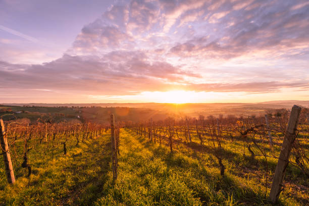 istock Sunrise over the Tuscany Vineyard 160669164