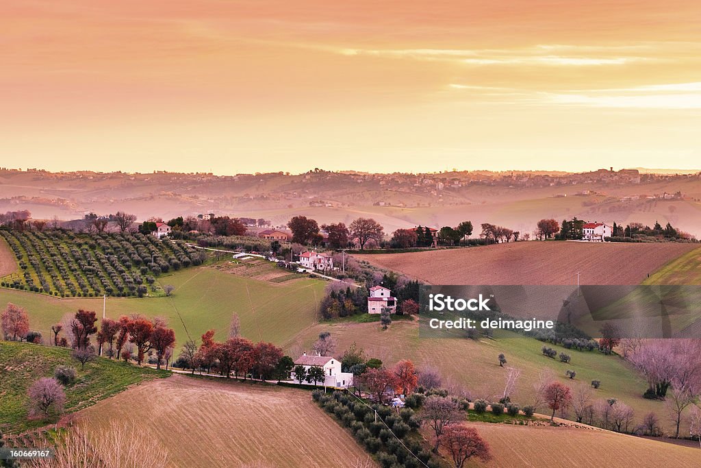 Sunrise Toscana Vineyard - Foto stock royalty-free di Agricoltura