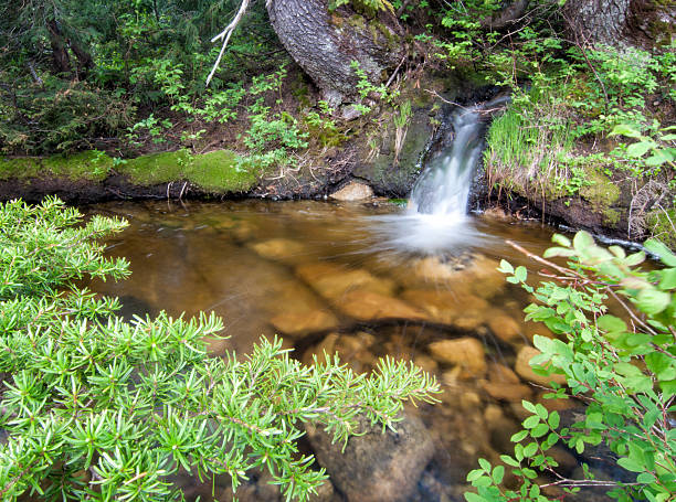 Mini Waterfall in Forest stock photo