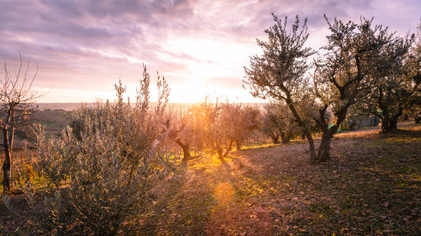 istock Sunrise on tuscany olive trees 160669251