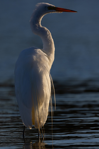 Great egret in beautiful light, seen in the wild in a North California marsh