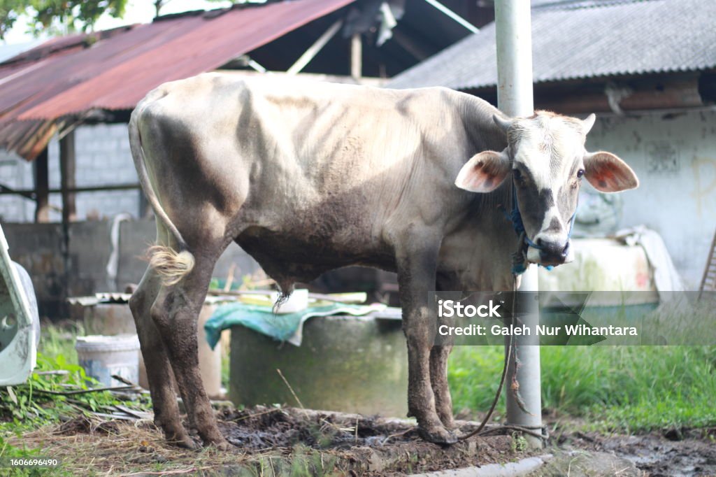 Sapi Oleng Sapi Persilangan Ongole Atau Sapi Jawa Atau Sapi Putih Atau Sapi ...