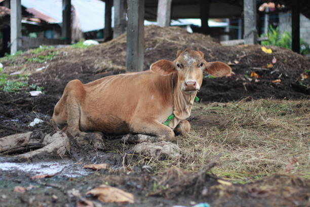 istock The cows are in the traditional pen 1606700129