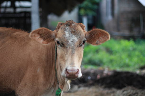 The cows are in the traditional pen. This cow is ready for the meat. javanese cow