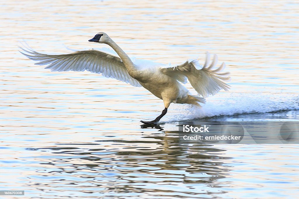 L'atterrissage swan - Photo de Ailes déployées libre de droits