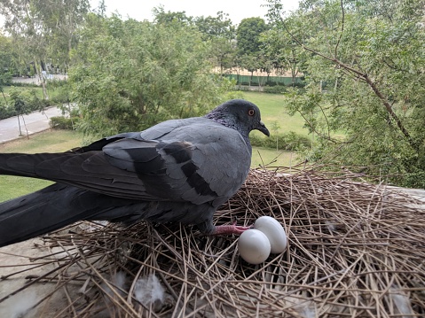 Pigeon With Egg in the nest photography. Birds Photography. Pigeon Hatching Eggs