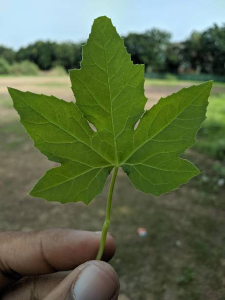 istock Green Leaf Photography 1606725746
