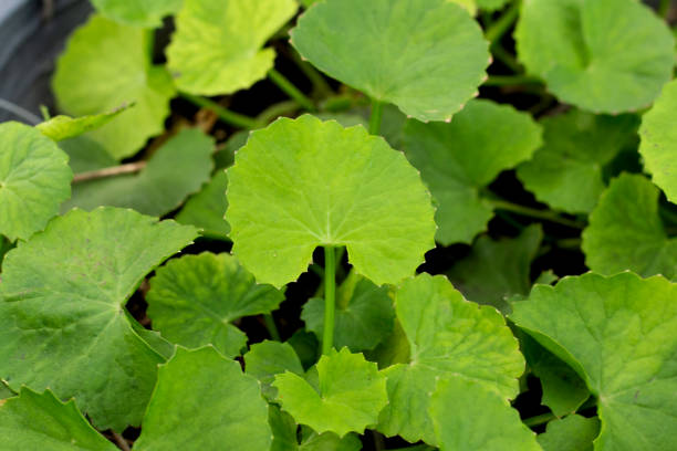 istock Gotu Kola plant growing in a pot 1606728413