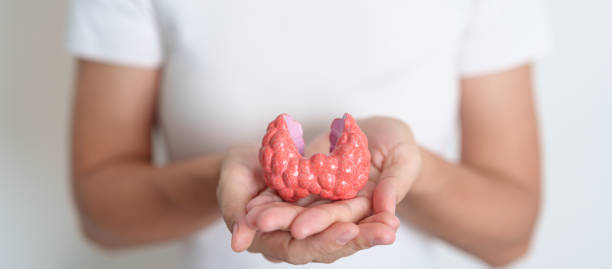 Woman holding human Thyroid anatomy model. Hyperthyroidism, Hypothyroidism, Hashimoto Thyroiditis, Thyroid Tumor and Cancer, Postpartum, Papillary Carcinoma and Health concept Woman holding human Thyroid anatomy model. Hyperthyroidism, Hypothyroidism, Hashimoto Thyroiditis, Thyroid Tumor and Cancer, Postpartum, Papillary Carcinoma and Health concept thyroid disease stock pictures, royalty-free photos & images
