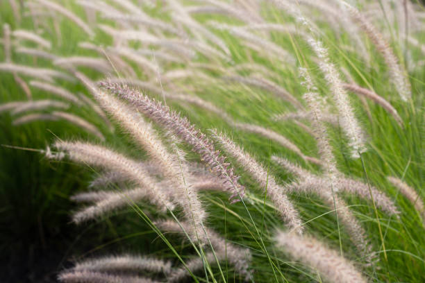 istock Fountain grass or pennisetum alopecuroides 1606730022