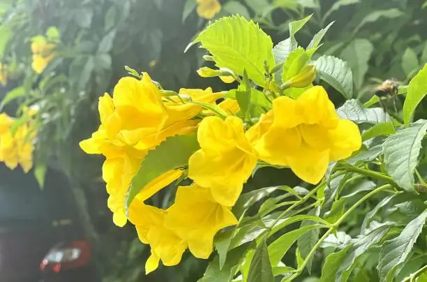 a photography of a yellow flower with green leaves in the background, landrover with yellow flowers in a garden with green leaves.