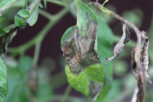 Brown rot also called downy mildew or late blight caused by the fungus Phytophthora infestans on tomato in a home garden.