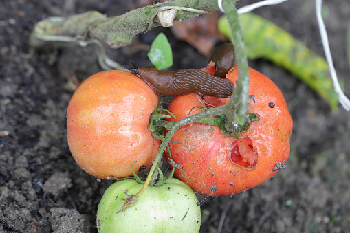 A shellless snail, slug (Spanish Slug or Lusitanian Slug, Arion lusitanicus) eating a red tomato in a home garden.