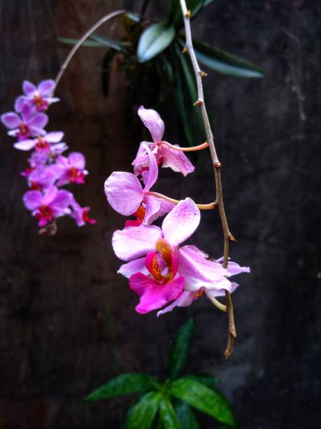istock Purple doritis Orchid flower (Phalaenopsis pulcherrima) blooming. 1606733723