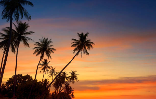istock Summer with colorful theme as palm trees background as texture frame background 1606737018
