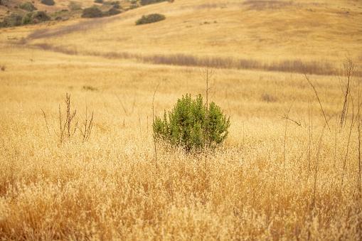 A solitary tree stands in a sprawling meadow of golden grass