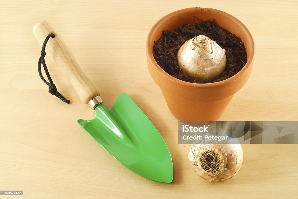Trowel and Hyacinth Bulbs Crocus Stock Photo