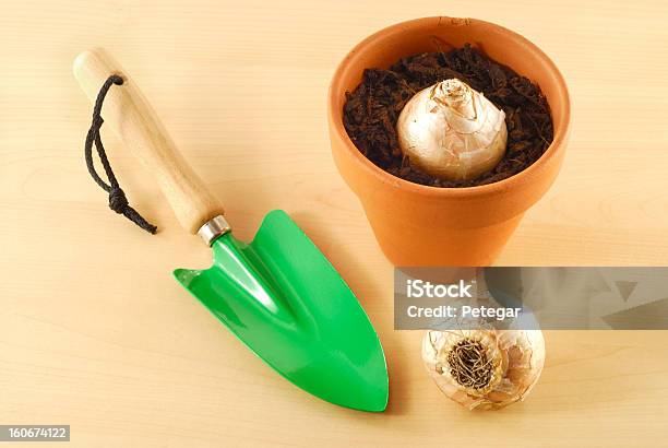 Trowel And Hyacinth Bulbs Stock Photo - Download Image Now - Crocus, Gardening, Gardening Equipment