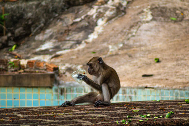 istock Macaque sitting and eating from a plastic bag : Thailand Monkey : The crab-eating macaque in Krabi  - Wat Tham Seua / The Tiger cave temple - Primate wilderness 1606766960