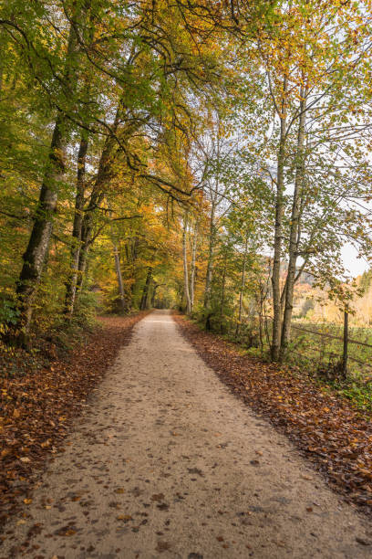 istock Forest path in autumn, Upper Danube Valley, Upper Danube Nature Park, Swabian Alb, Baden-Wuerttemberg, Germany 1606783623