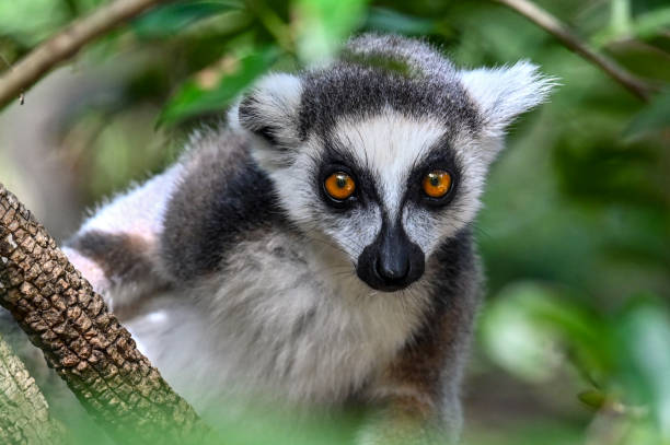 Wild ring-tailed lemur (Lemur catta), Madagascar Wild ring-tailed lemur (Lemur catta), Madagascar lemur catta stock pictures, royalty-free photos & images