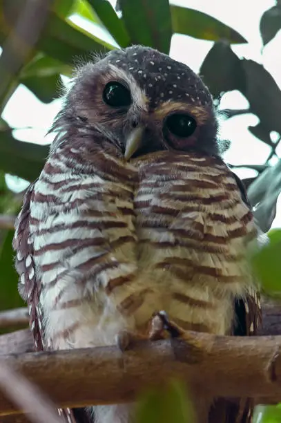 Wild African Wood-Owl, Madagascar nature