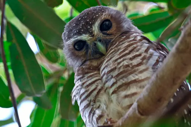 Wild African Wood-Owl, Madagascar nature