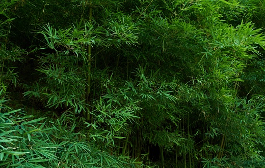 Bamboo Garden Pathway