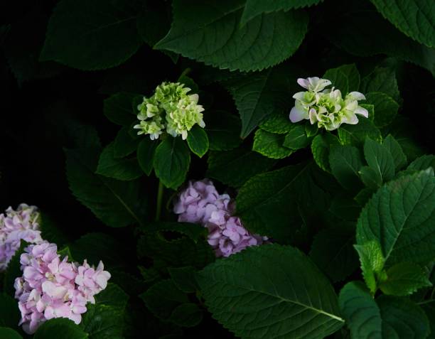 istock Hydrangea flowers in dark green bush 1606817372