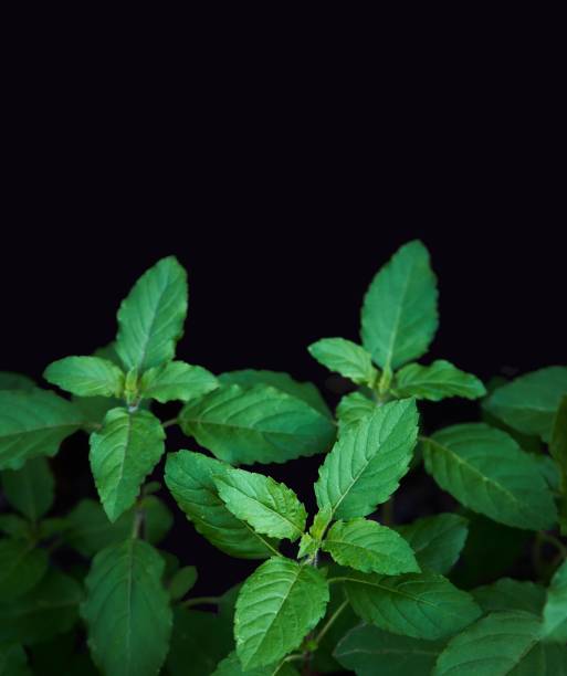 istock Full frame shot of holy basil leaves 1606819537