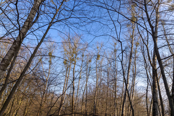 istock Bare trees in early spring in sunny clear weather 1606824231