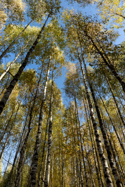 istock Autumn forest with a large number of birch trees 1606824253